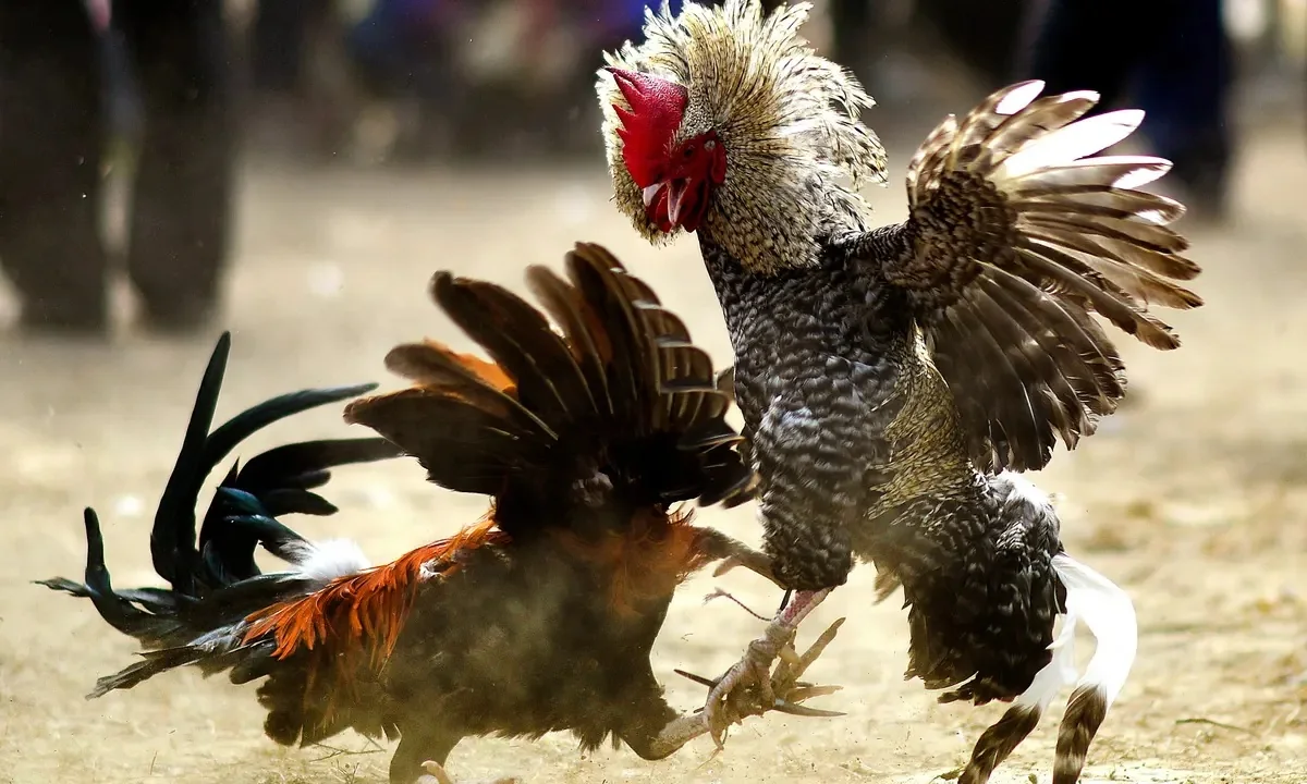 Visual permainan bertema yang mewakili kartu kategori di PRIMA77